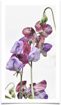 04 Sweet Pea Fine Art - Carol Sparkes